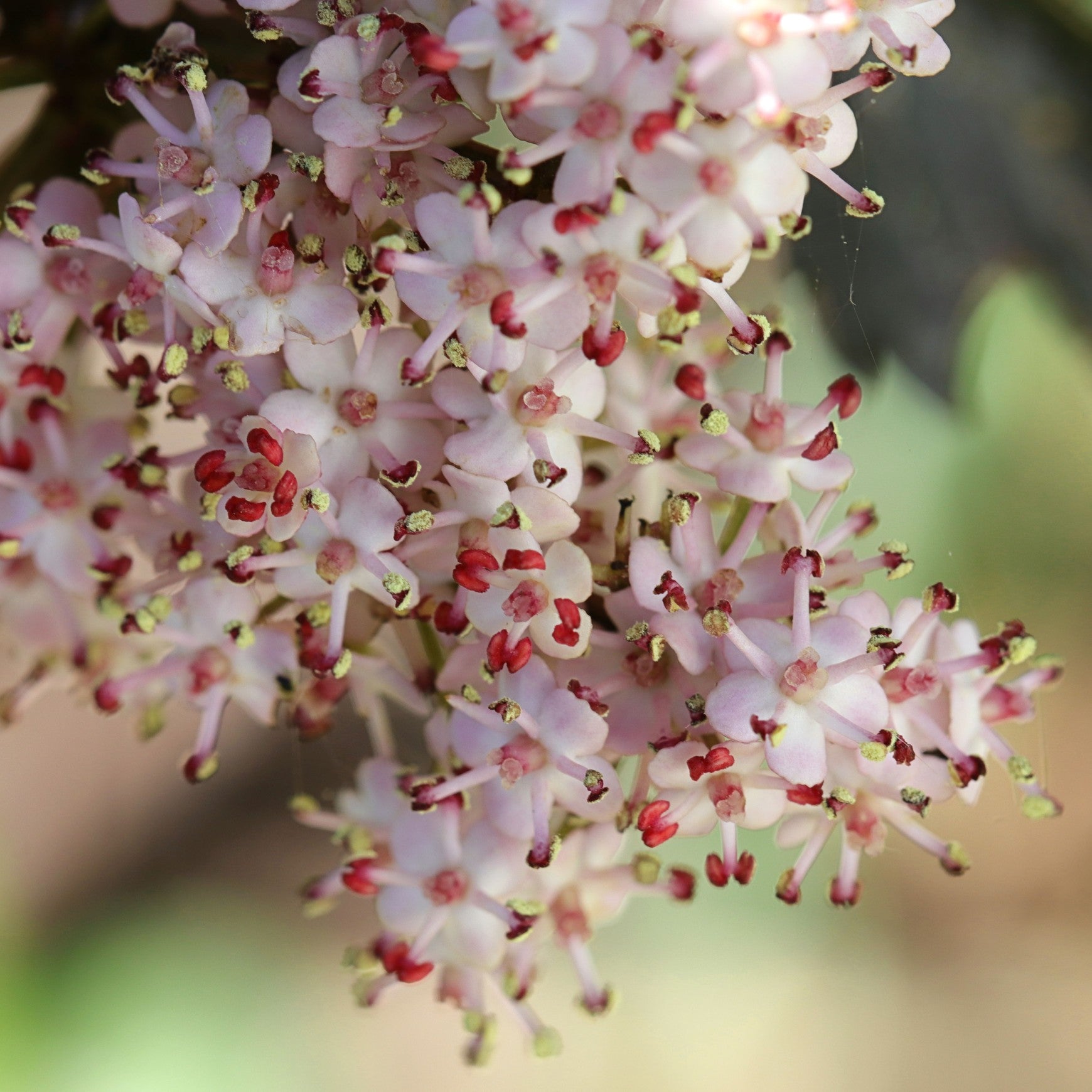 Black Tower Elderberry