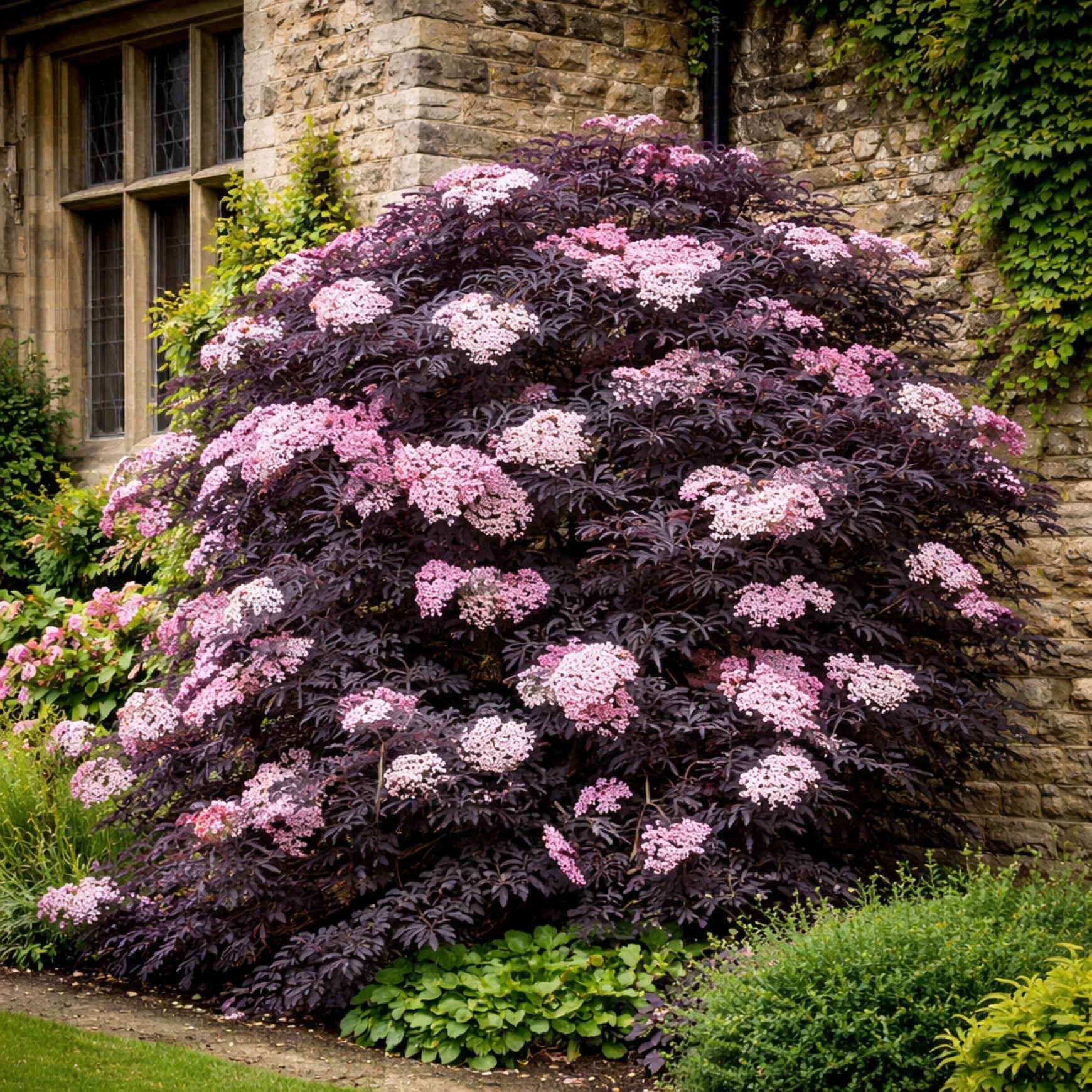 Black Tower Elderberry