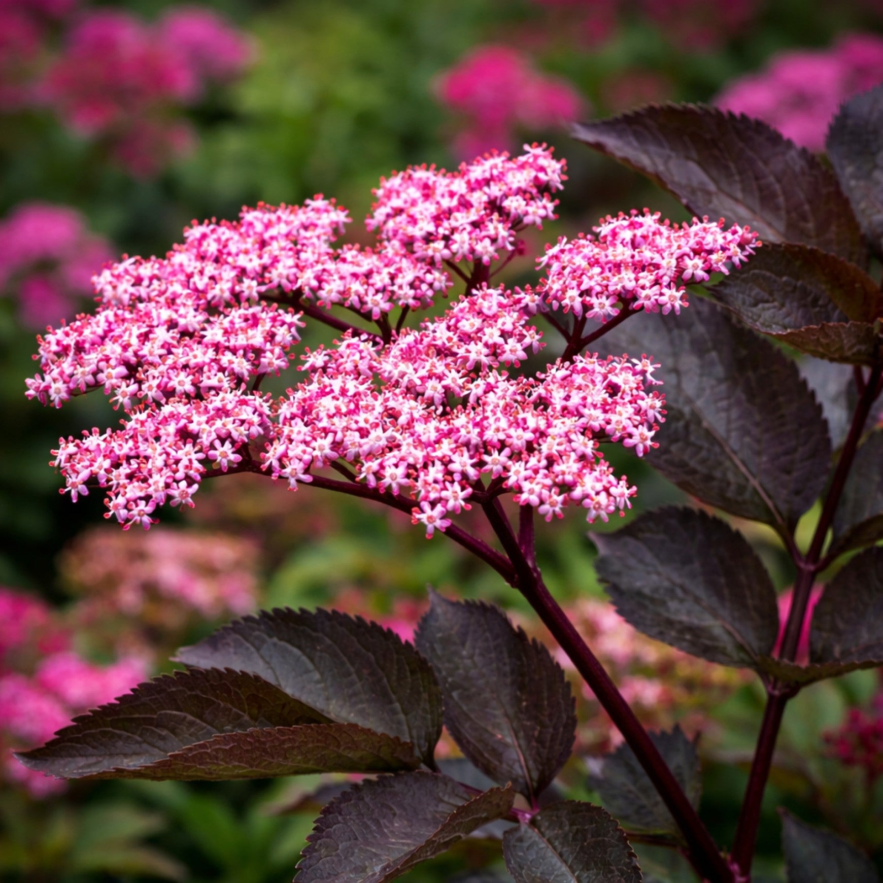 Black Tower Elderberry