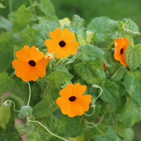 Almanac Planting Co Black Eyed Susan Vine (Thunbergia alata). A close up of four orangish yellow blooms with black centers, with a bunch of green foliage in the background.