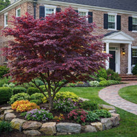 Bloodgood Japanese Maple