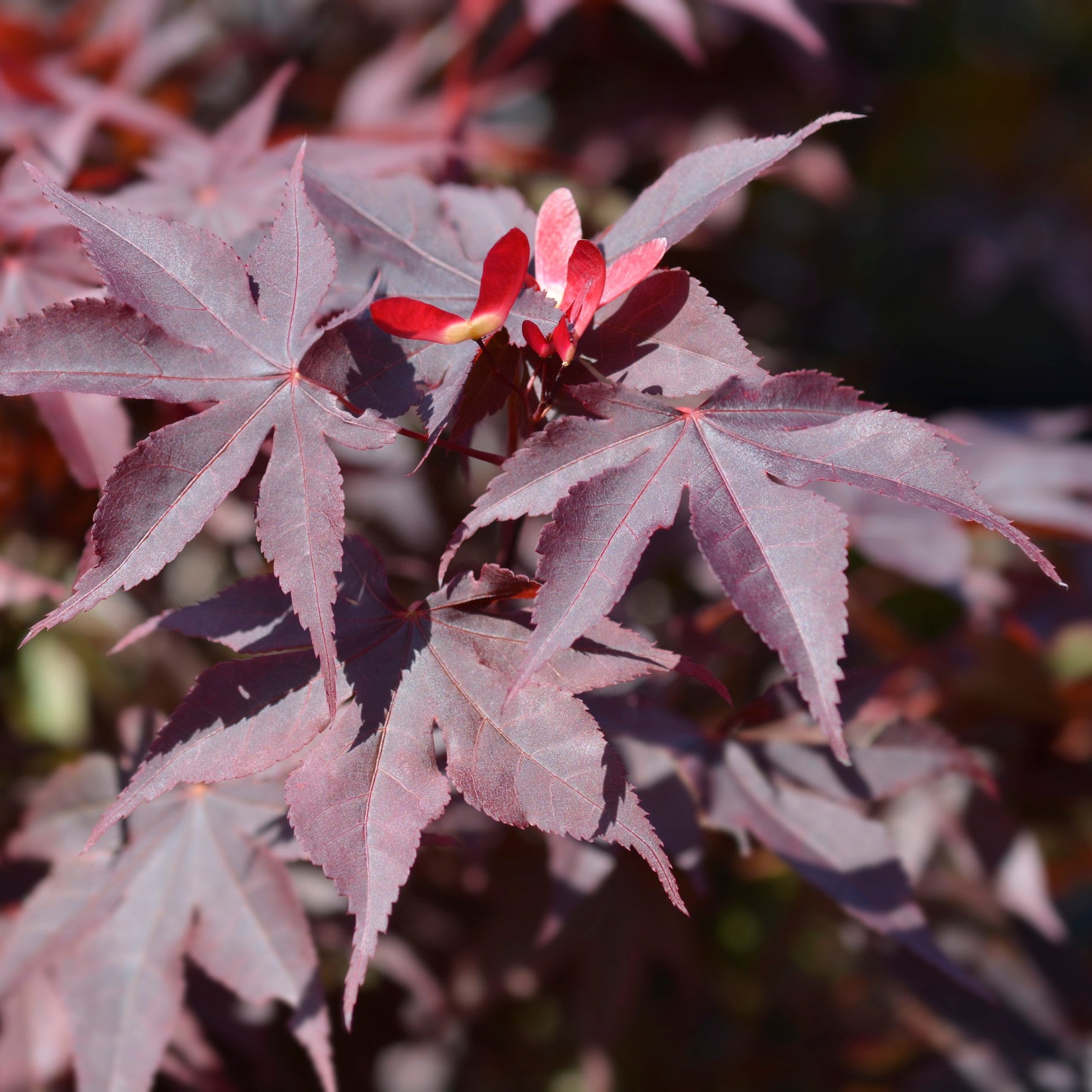 Bloodgood Japanese Maple
