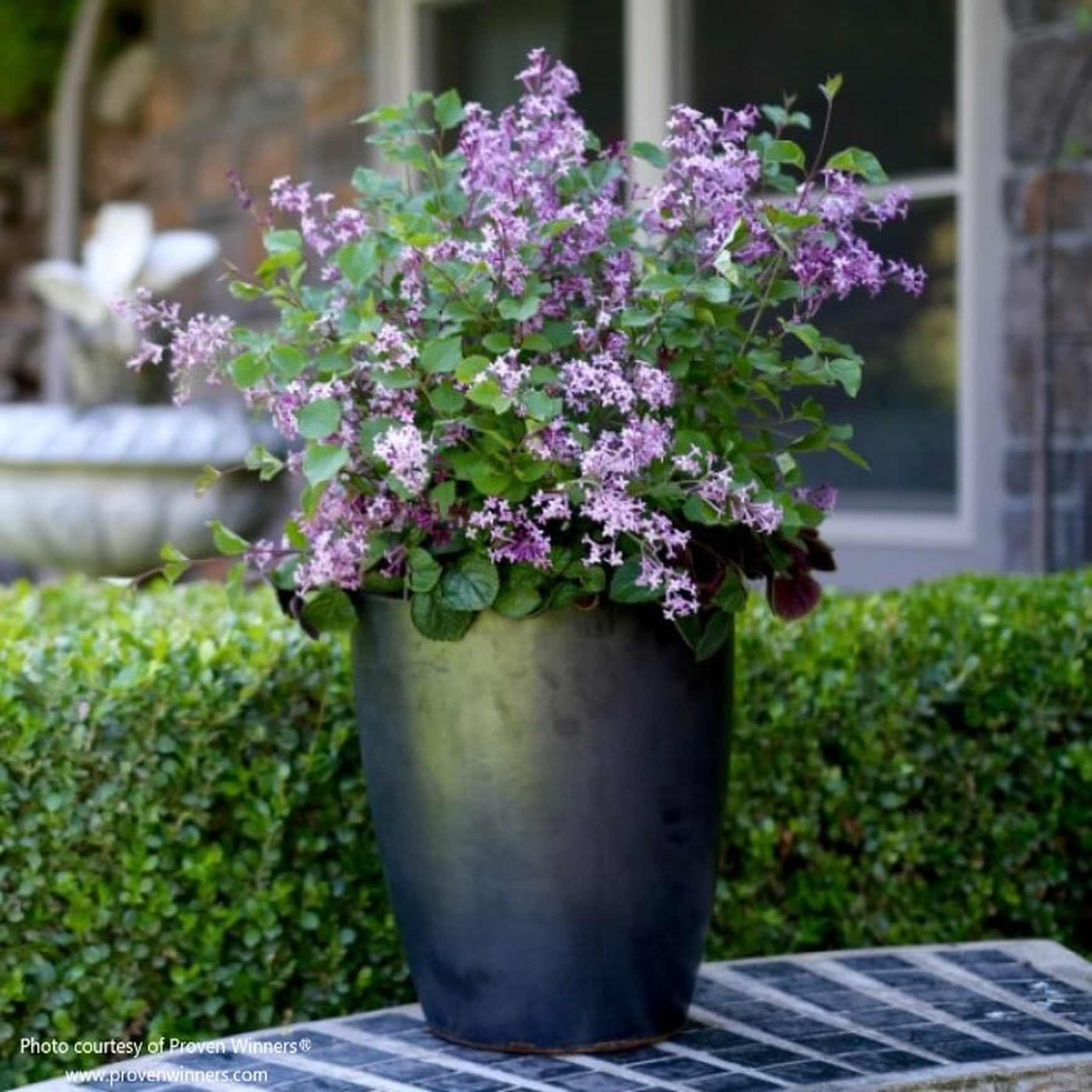 lavender lilac tree Bloomerang Dark Purple Lilac, 3-Gallon