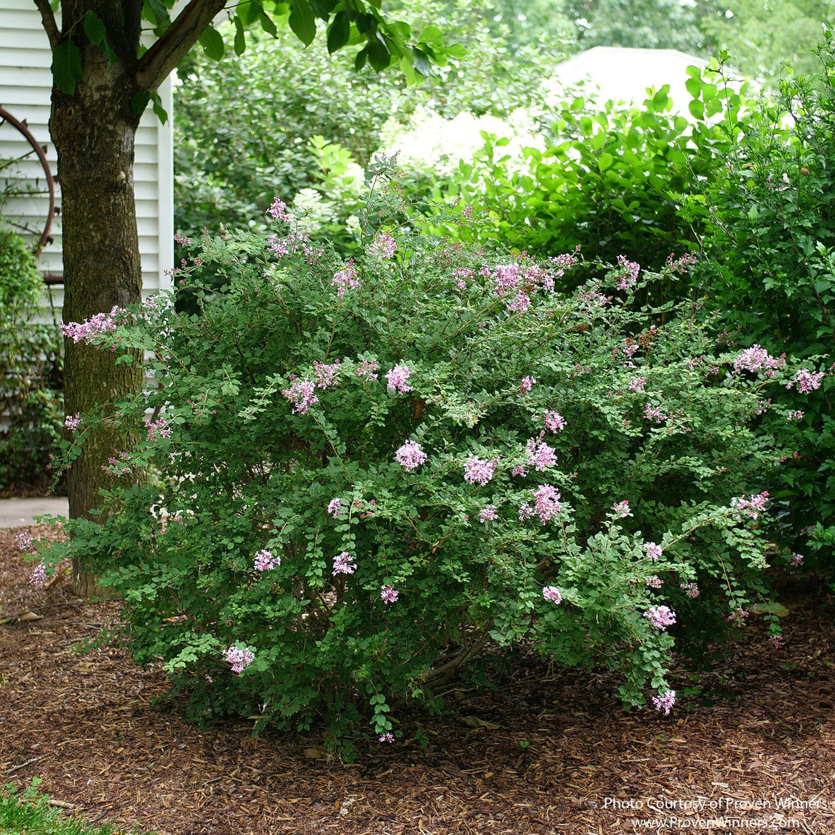 Almanac Planting Co: Bloomerang® Dwarf Pink Reblooming Lilac shrub in bloom with soft pink flowers in landscape planting