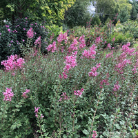Almanac Planting Co: Bloomerang® Dwarf Pink Reblooming Lilac showing compact habit and pink reblooming flowers