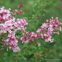 Almanac Planting Co: Close-up of Bloomerang® Dwarf Pink Reblooming Lilac flower clusters with fresh pink blooms