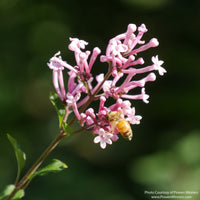Almanac Planting Co: Close-up of Bloomerang® Dwarf Pink Reblooming Lilac flowers showing tubular pink blossoms