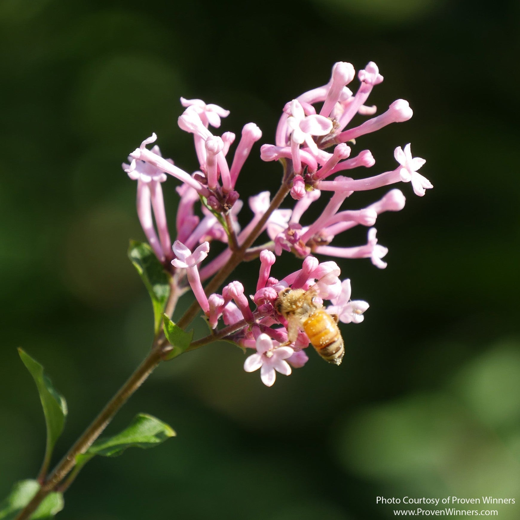 Almanac Planting Co: Close-up of Bloomerang® Dwarf Pink Reblooming Lilac flowers showing tubular pink blossoms
