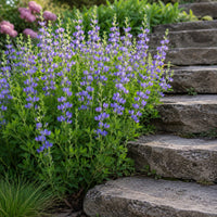 Blue False Indigo