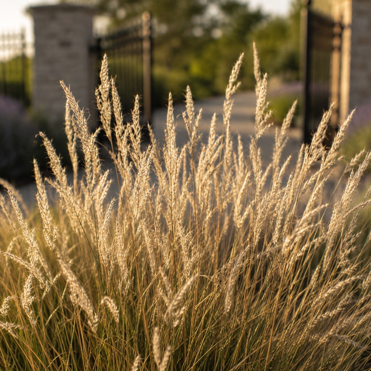 Almanac Planting Co: Blue Grama seedheads turning pale gold above fine grass foliage in a late-season garden