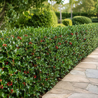 Almanac Planting Co: Blue Prince & Princess Holly Combo planted as a dense evergreen hedge beside a landscaped stone garden path