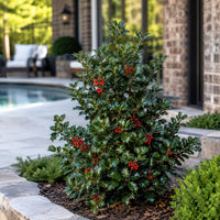 Almanac Planting Co: Blue Prince & Princess Holly Combo trimmed as a compact berry-covered specimen beside an upscale brick pool house