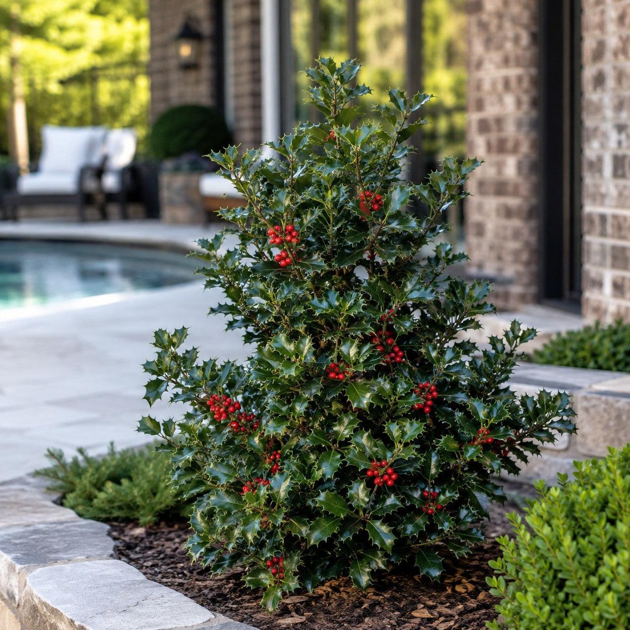 Almanac Planting Co: Blue Prince & Princess Holly Combo trimmed as a compact berry-covered specimen beside an upscale brick pool house