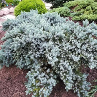 Almanac Planting Co: A mature Blue Star Juniper displaying its dense, silvery-blue foliage and low, mounded form in a sunny garden bed.