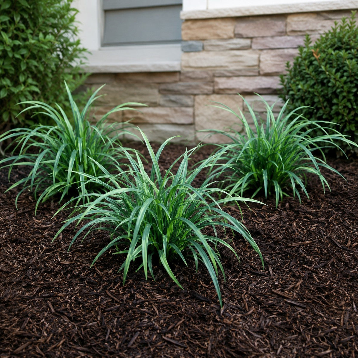 Almanac Planting Co: Blue wood sedge growing in dark mulch beside a stone foundation planting bed