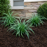 Almanac Planting Co: Blue wood sedge growing in dark mulch beside a stone foundation planting bed