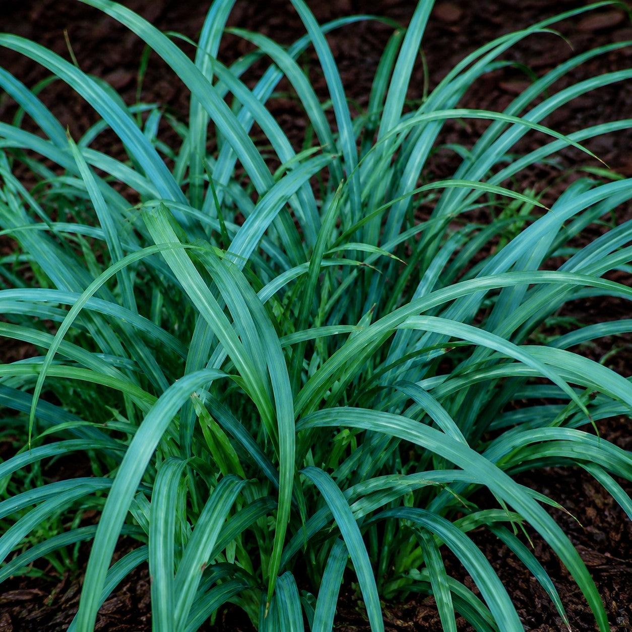 Almanac Planting Co: Close-up of blue wood sedge foliage with arching blue-green leaves in shade garden setting