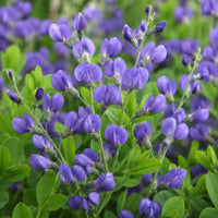 Blue False Indigo