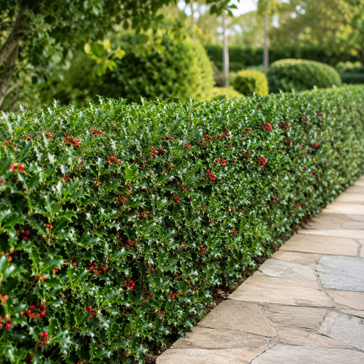 Almanac Planting Co: Blue Prince & Princess Holly Combo planted as a dense evergreen hedge beside a landscaped stone garden path