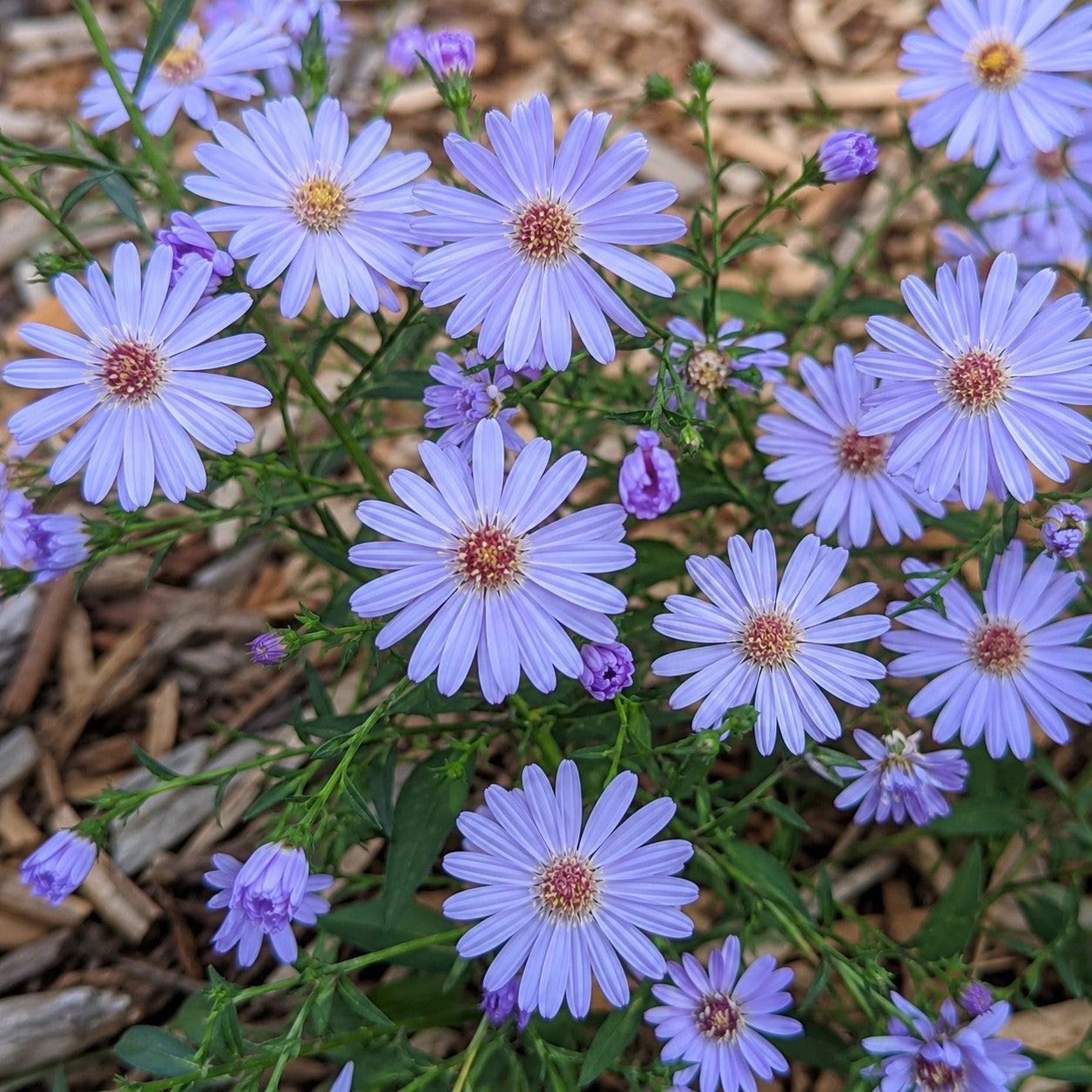 Blue Wood Aster