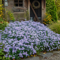 Blue Wood Aster