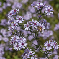 Blue Wood Aster