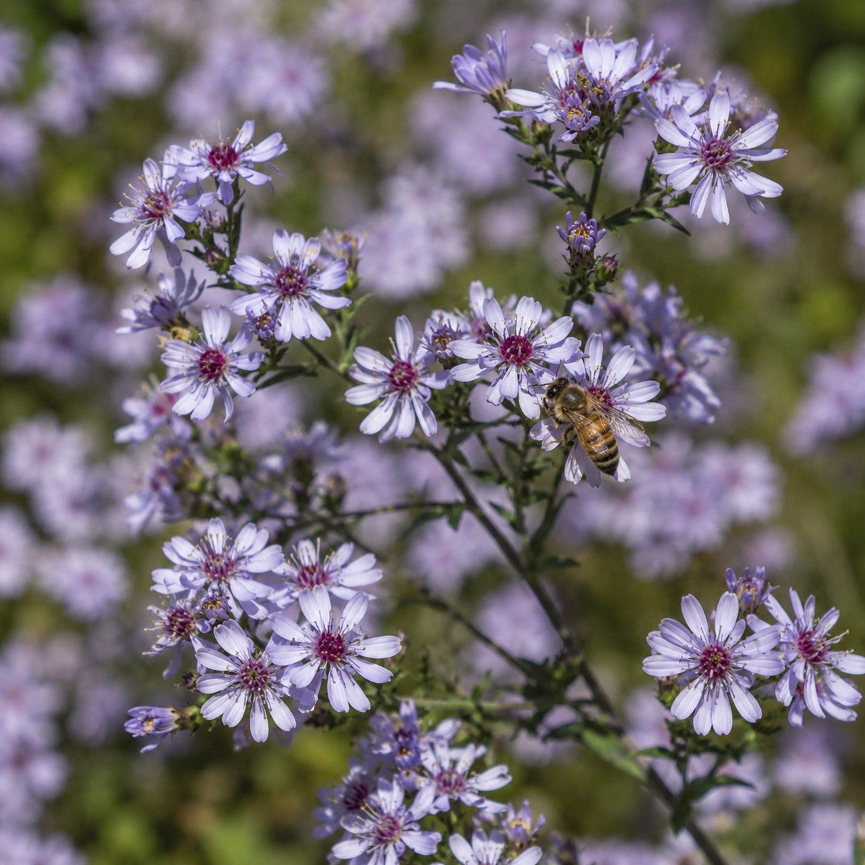 Blue Wood Aster