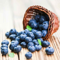 Almanac Planting Co Mini Blues Blueberry (Vaccinium corymbosum 'Mini Blues'). A tipped over wooden jug of freshly picked, ripe blueberries.