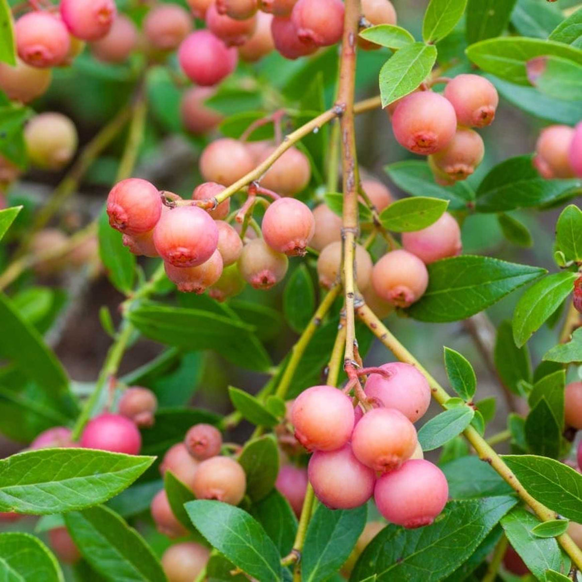 Almanac Planting Co Pink Lemonade Blueberry (Vaccinum virgatum 'Pink Lemonade'). A bunch of ripe, pink berries growing on the bush.