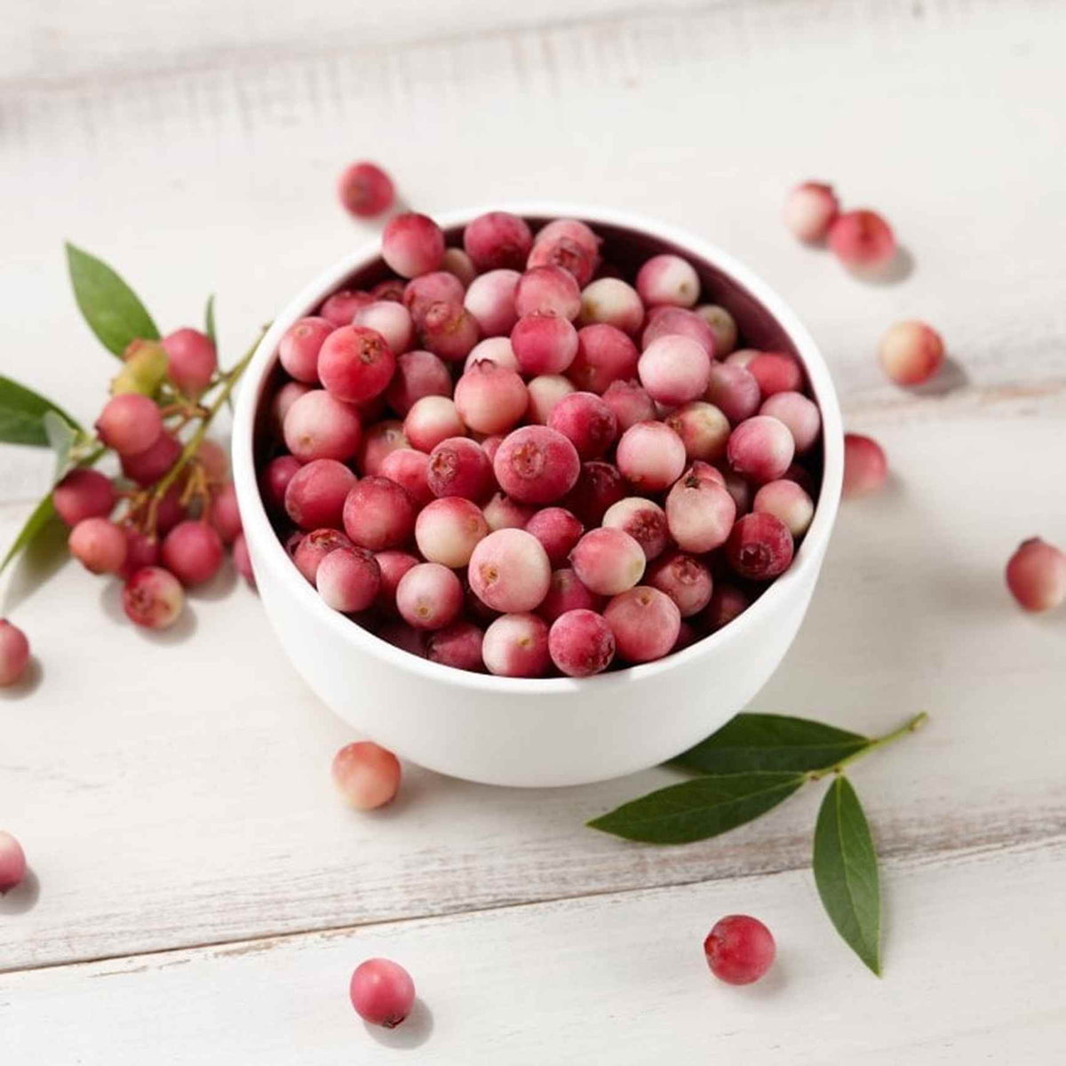 Almanac Planting Co Pink Lemonade Blueberry (Vaccinum virgatum 'Pink Lemonade'). A white bowl full of pink blueberries.
