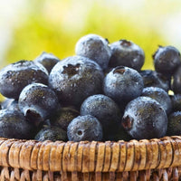 Almanac Planting Co Sweetheart Blueberry (Vaccinium corymbosum 'Sweetheart'). A wooden jar full of freshly washed, dark blueberries.
