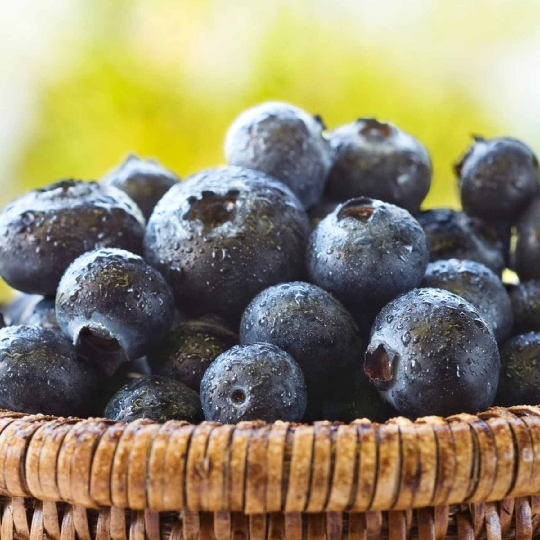 Almanac Planting Co Sweetheart Blueberry (Vaccinium corymbosum 'Sweetheart'). A wooden jar full of freshly washed, dark blueberries.