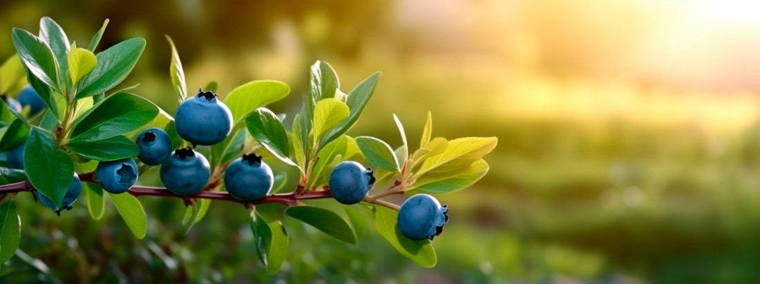 Blueberries growing on the ends of a branch with a blurred, sunny background.