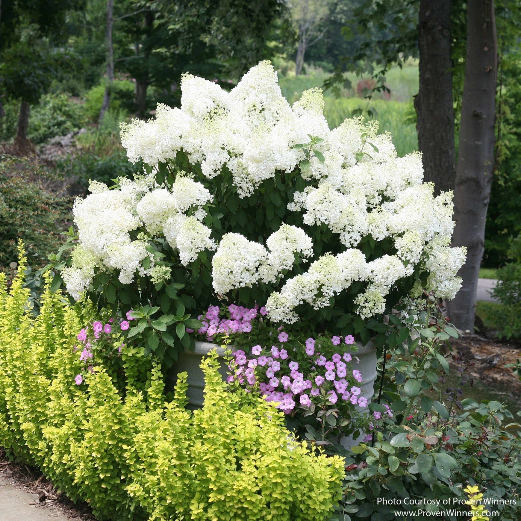 Almanac Planting Co: Bobo® Hydrangea used as a compact flowering shrub in landscape planting