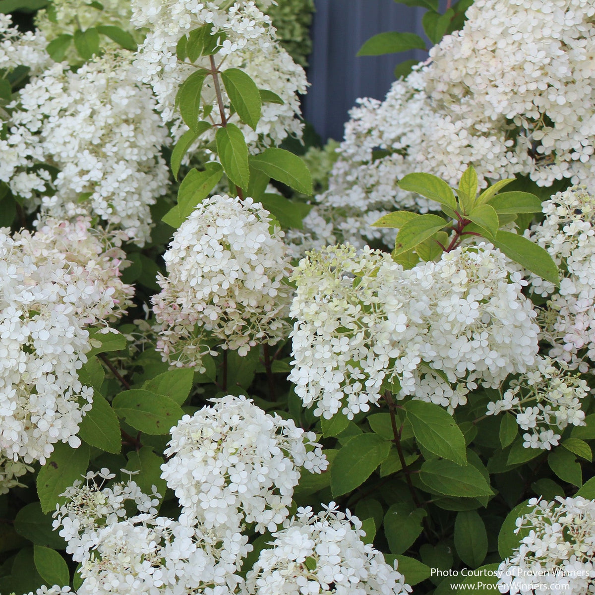 Almanac Planting Co: Bobo® Hydrangea in bloom with compact habit and white flower panicles