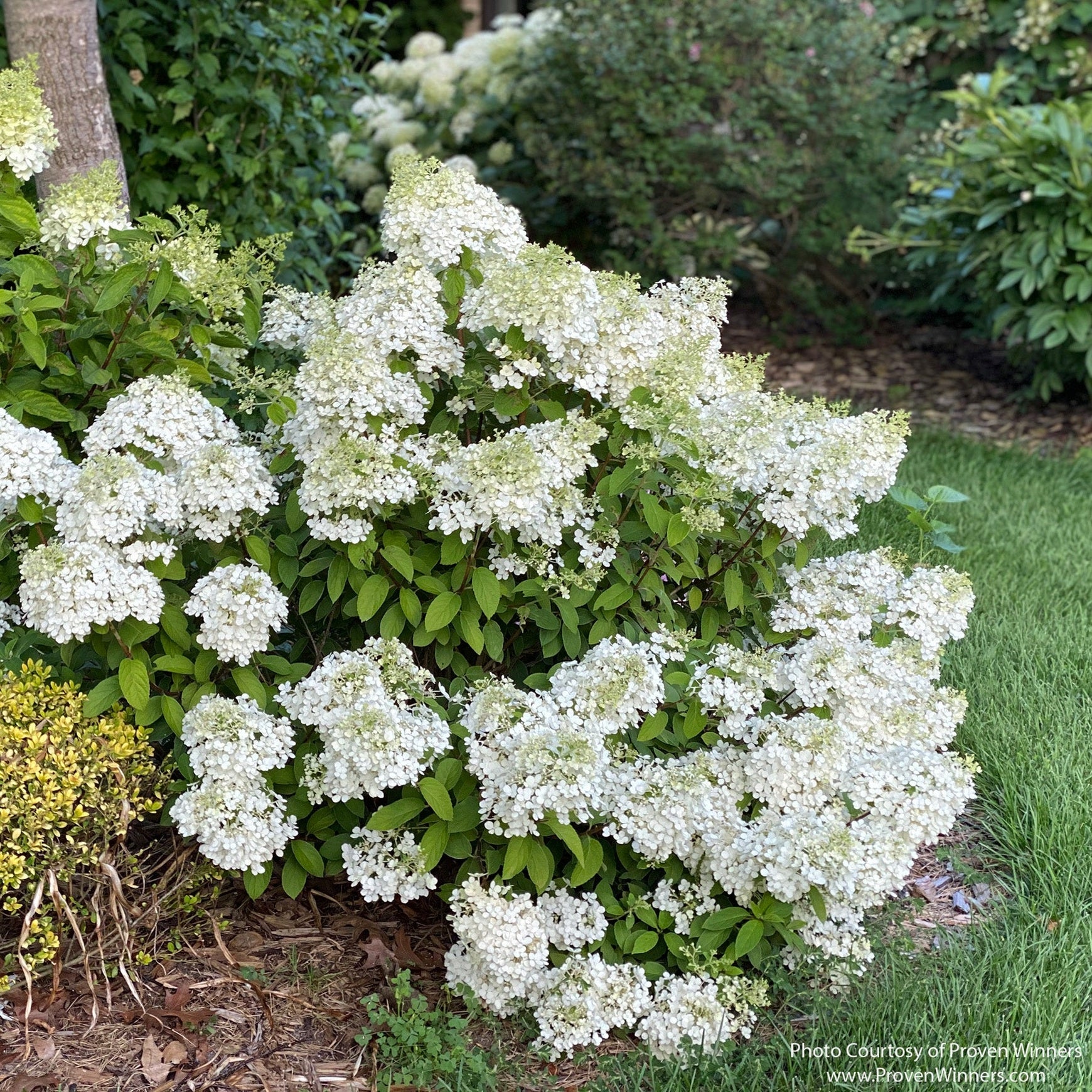 Almanac Planting Co: Bobo® Hydrangea shrub with dense white blooms and compact form