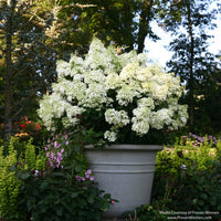 Almanac Planting Co: Bobo® Hydrangea flowering shrub in container with upright white blooms