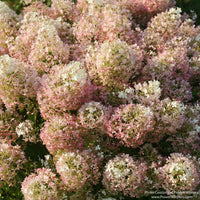 Almanac Planting Co: Mature Bobo® Hydrangea flower panicles showing pink fall color transition