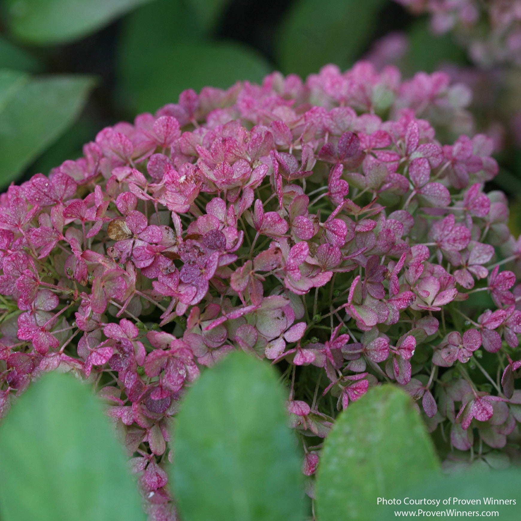 Almanac Planting Co: Close-up of Bobo® Hydrangea flower cluster showing pink-tinged blooms