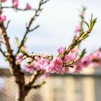 Almanac Planting Co Bonfire Patio Peach tree in bloom. The pink flowers are contrasting against the green of the freshly emerging leaves of early spring.