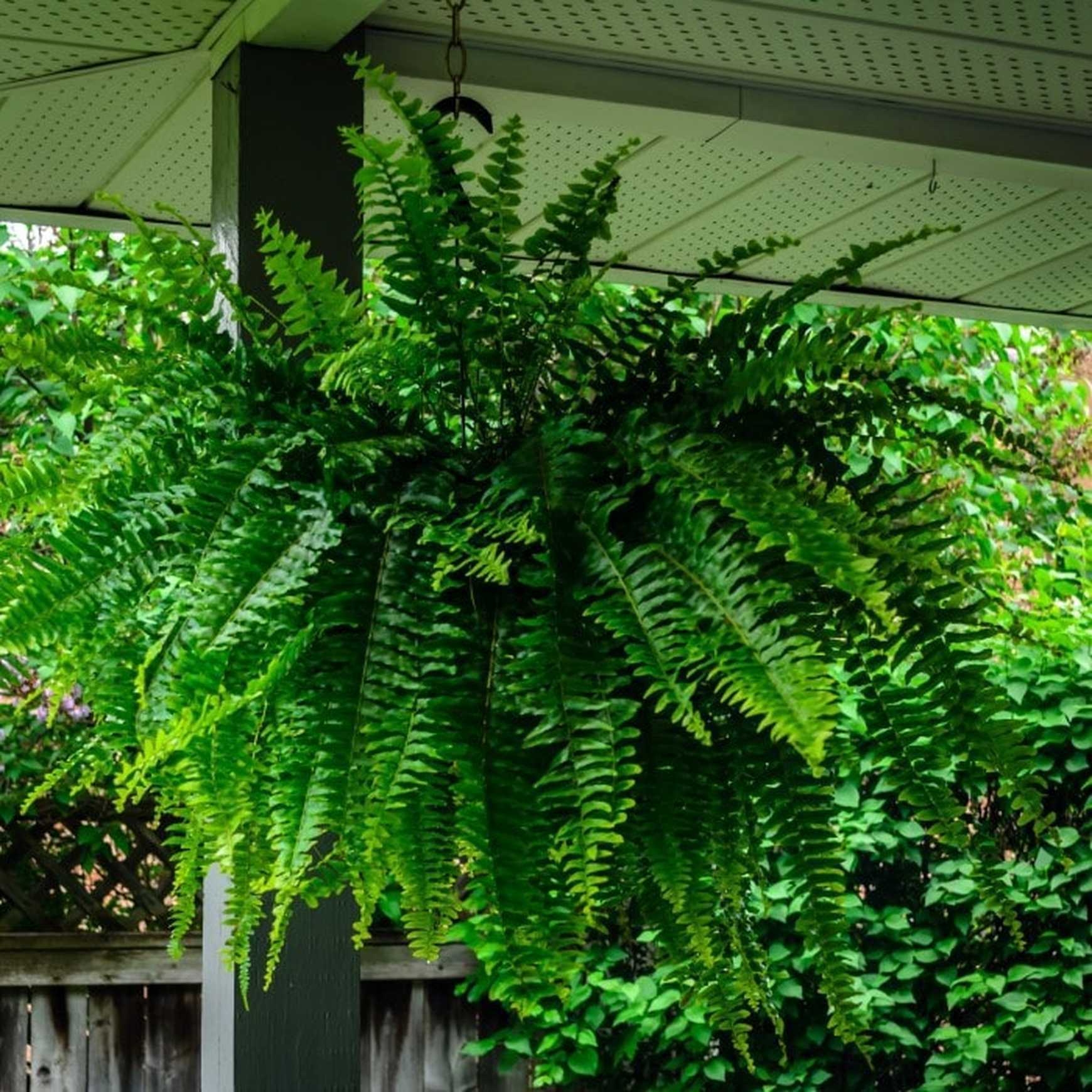 hanging plants outdoor lowes Boston Fern