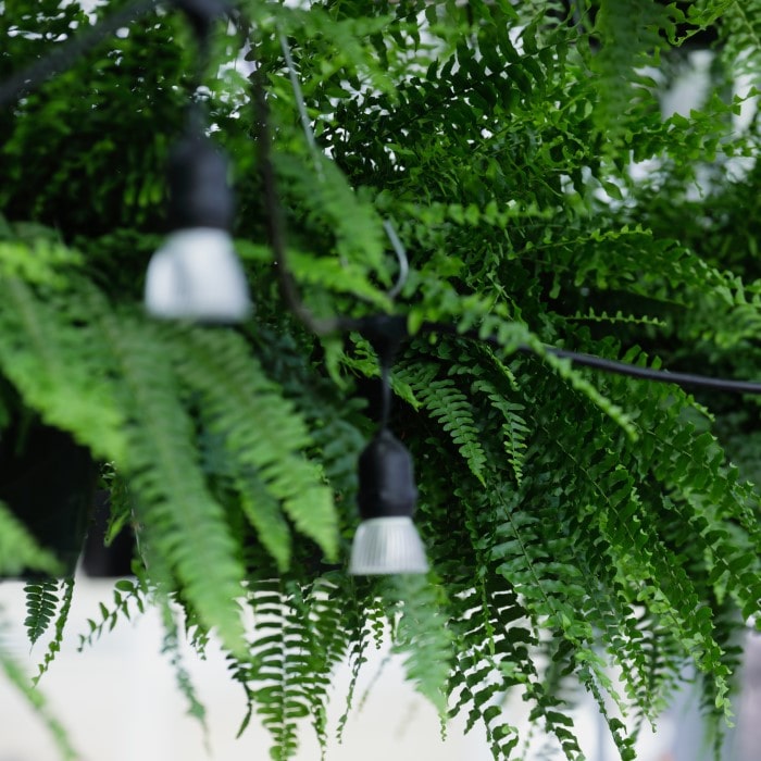 Almanac Planting Co: The detailed image captures the delicate structure of a Boston Fern’s (Sword Fern) fronds, with subtle lighting enhancing the intricate leaf patterns, a perfect illustration of natural beauty for urban gardening enthusiasts.