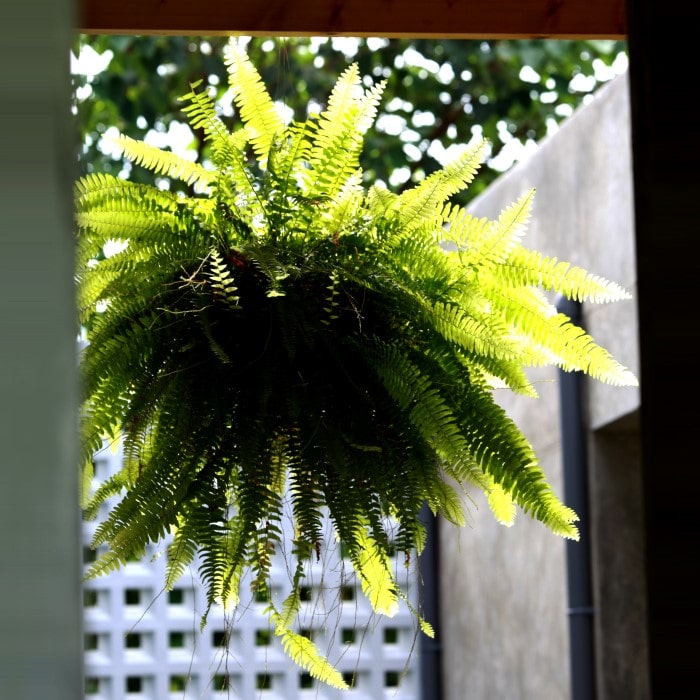  Almanac Planting Co: A lush Boston Fern (Nephrolepis exaltata) hangs vibrantly against a soft-focus background, showcasing the plant's arching fronds and vibrant green hue, ideal for indoor air purification and aesthetic home decor.