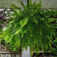Almanac Planting Co: This image captures the serene beauty of a Sword Fern (also known as a Boston Fern, Nephrolepis exaltata) in a hanging basket, which makes an ideal choice for gardeners looking to add a textured, verdant flair to their shaded outdoor or indoor spaces.