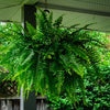 Almanac Planting Co: A lush Boston Fern (Nephrolepis exaltata) hangs in a cozy, shaded porch area, displaying its vibrant green, sword-shaped fronds that cascade elegantly from its hanging basket, providing a refreshing touch of natural decor.