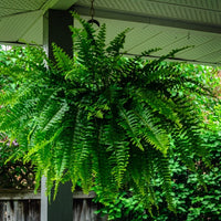 Almanac Planting Co: A lush Boston Fern (Nephrolepis exaltata) hangs in a cozy, shaded porch area, displaying its vibrant green, sword-shaped fronds that cascade elegantly from its hanging basket, providing a refreshing touch of natural decor.