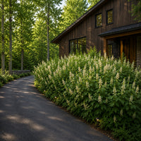Bottlebrush Buckeye