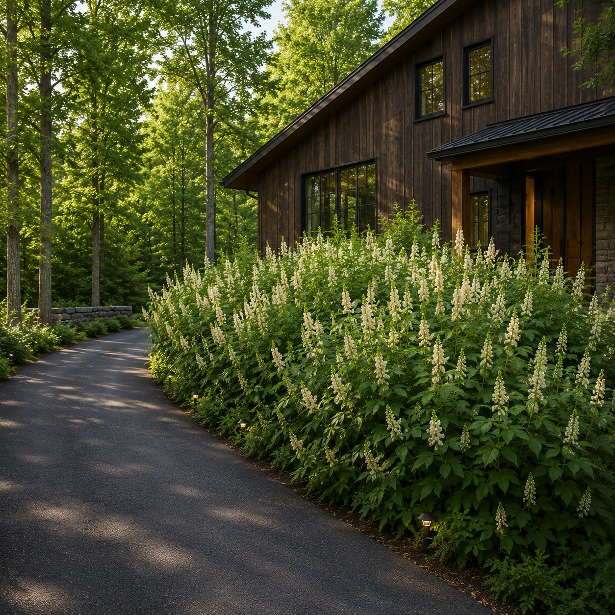 Bottlebrush Buckeye