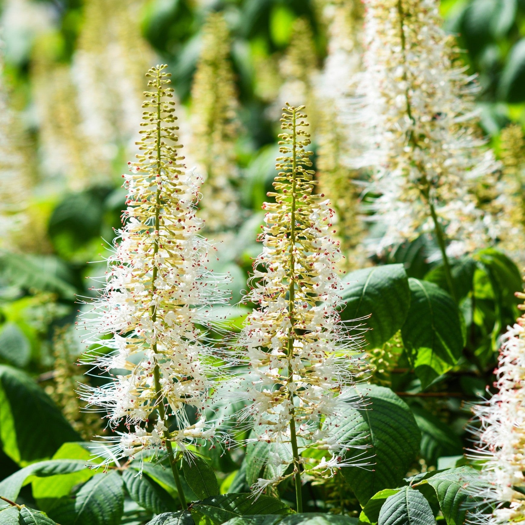 Bottlebrush Buckeye