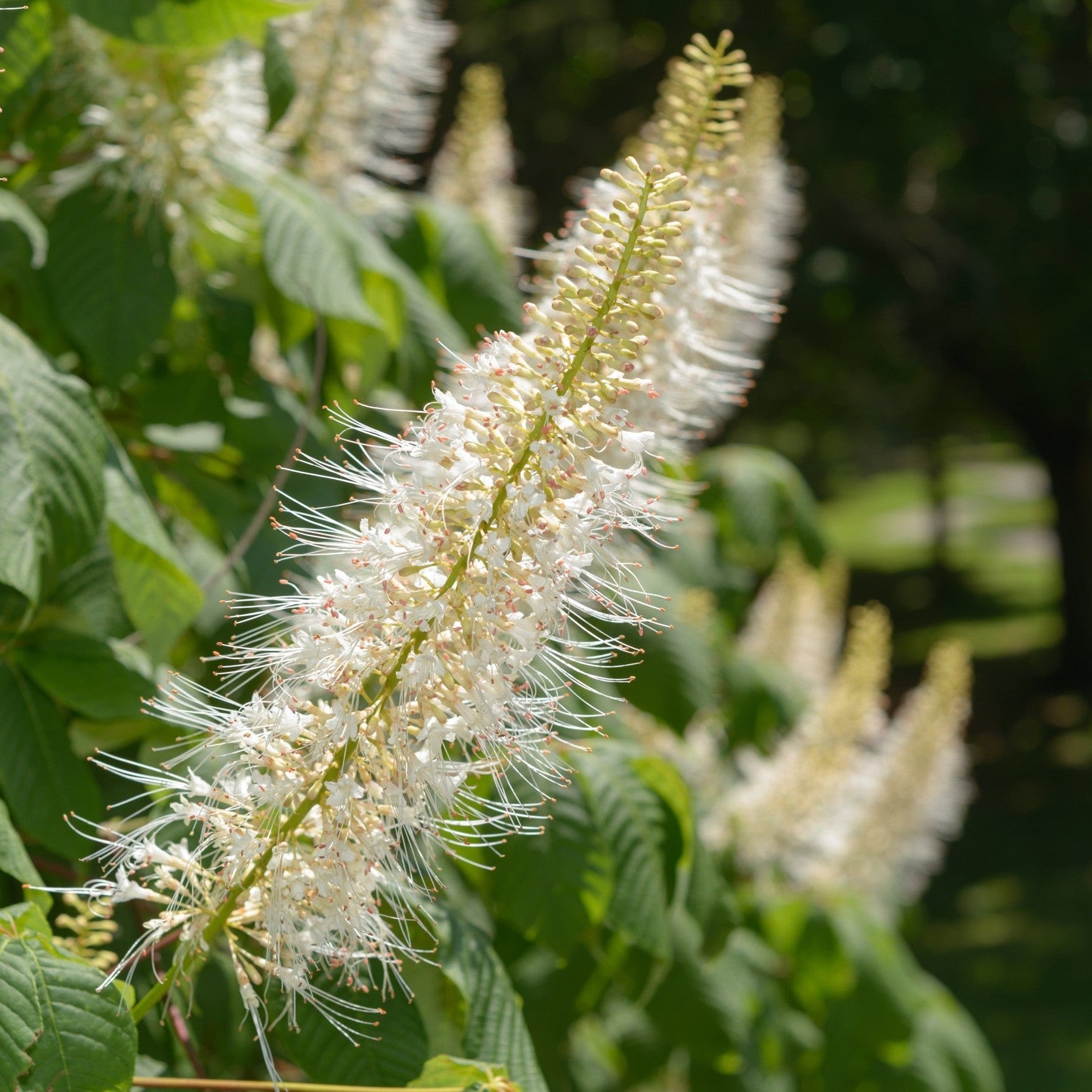 Bottlebrush Buckeye